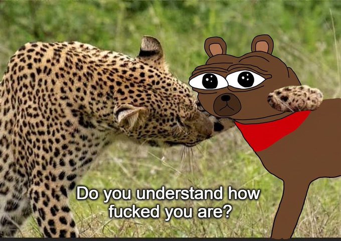 A meme featuring a cartoon bear with large eyes whispering to a leopard, captioned 'Do you understand how fucked you are?'