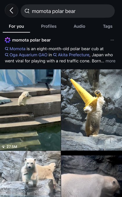 A Twitter/X search results page displays "momota polar bear," introducing Momota, an eight-month-old polar bear cub at Oga Aquarium GAO in Akita Prefecture, Japan, who went viral for playing with a red traffic cone. The post references this viral cub's playful cone interactions, tying the charming animal imagery to a tongue-in-cheek "investment narrative" commentary.