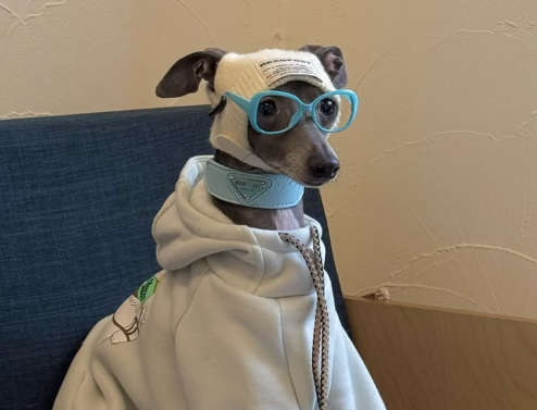 A grey dog wearing a hoodie, blue glasses, and a white beanie sits calmly on a blue couch, contrasting humorously with the post's depiction of its owner frantically juggling giveaway announcements, mint metrics preparation, art rework, and strategic calls.