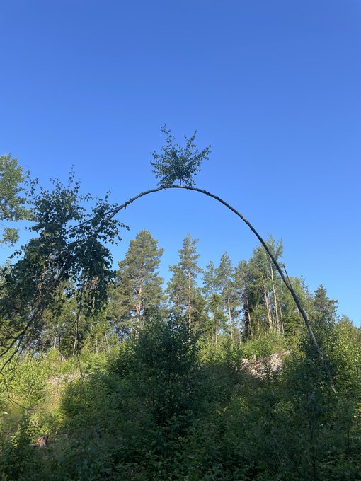 A small tree growing at the very top of a dramatically curved, arching tree trunk set against a clear blue sky and surrounded by a forest.