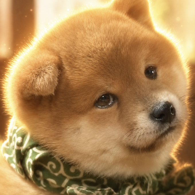 A fluffy Shiba Inu puppy wearing a green and white patterned bandana gazes soulfully at the camera, embodying the next potential viral dog-themed meme coin "$WAYO."