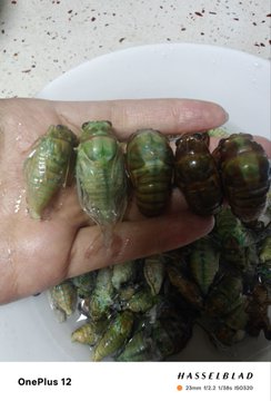 A hand holds several large green and brown snails over a white bowl filled with more snails, watermarked 'OnePlus 12' and 'Hasselblad'.