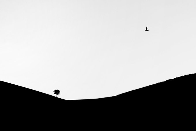 A minimalist black and white silhouette of a hill with a single tree, while a small bird flies in the pale sky above.