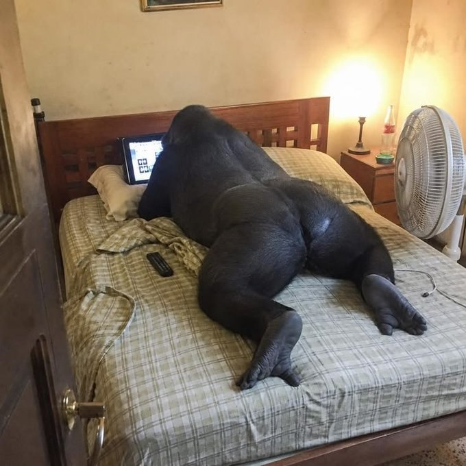 A gorilla laying down on a bed with a remote control next to him, as well as a lamp nearby. The image also includes a caption about a website called "quip network" that might be related to the gorilla's presence or the photo itself.