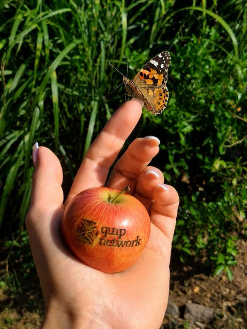 A hand holding an apple with a butterfly perched on the index finger, with a 'quip network' watermark on the apple.