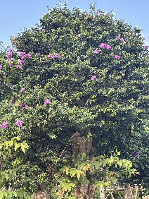 A large tree with green leaves and clusters of pink/purple flowers blooming against a clear blue sky.