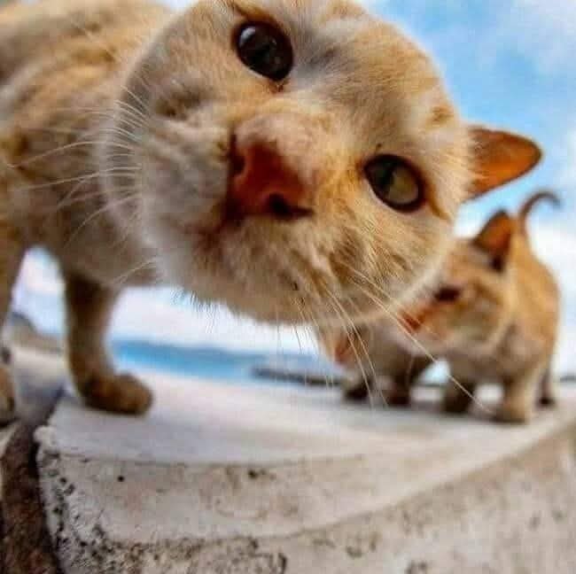 A close-up photo of an orange tabby cat with large curious eyes staring directly at the camera, with another cat visible in the background.