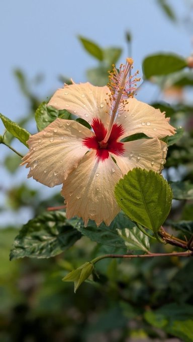 A close-up photograph of a cream-colored hibiscus flower with a red center and water droplets on its petals, set against a backdrop of green leaves and sky.
