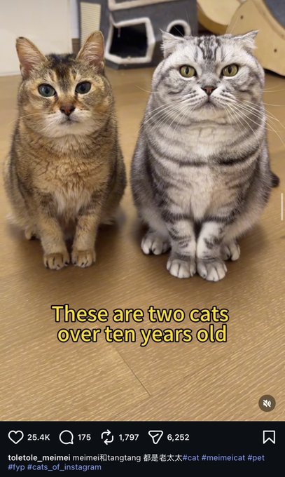 The image shows two cats sitting side by side, with a calico cat on the left and a gray tabby on the right, accompanied by text reading "These are two cats over ten years old." This appears to be a post about the cat meme tokens $MieMie and $TangTang, both named after senior cats, while the author promotes another token ($Biding) at a lower 9k market cap.