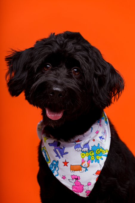 A black, fluffy dog with its tongue out, wearing a white bandana with colorful cartoon designs, posed against a bright orange background.