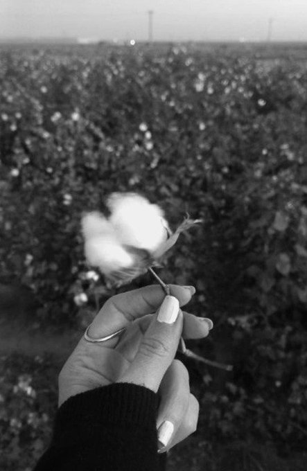 A black and white photograph of a hand holding a piece of cotton with a cotton field stretching into the distance.
