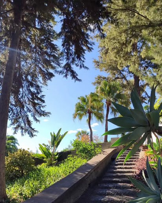 A serene garden path lined with stone steps, surrounded by lush greenery, palm trees, and towering pines under a bright blue sky. The image's sunny, inviting morning ambiance aligns with the post's cheerful greeting and request for a Solana (SOL) wallet address.