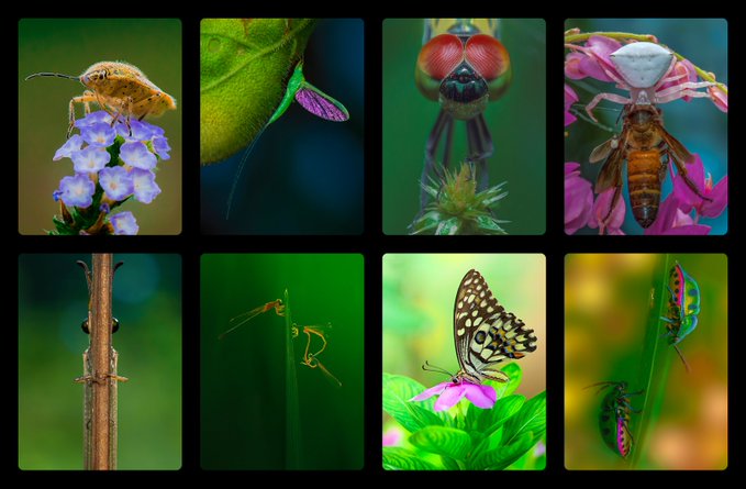 A 2x4 grid of macro photographs featuring various insects including a shield bug on blue flowers, a fly, a spider, damselflies, a stick insect, and two butterflies.