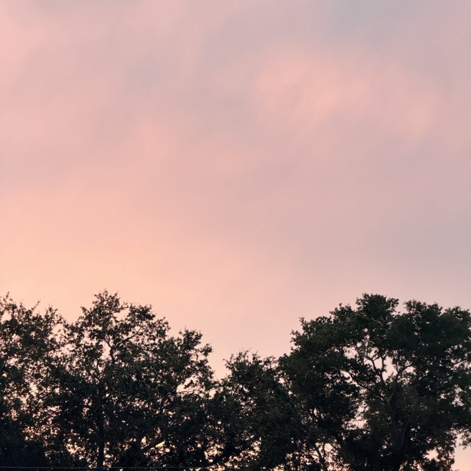 The image shows a sky with pink clouds, which appears to be either dusk or dawn. Below the sky are two trees with green leaves against the pinkish-orange backdrop of the sky. The text "gn 1:11" is present but does not provide any additional information about the image's content.