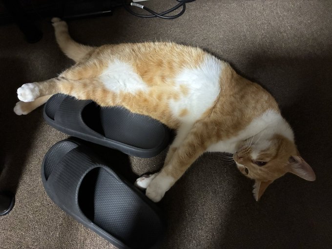 An orange and white cat lies stretched out on its side on a carpet, resting its paw on a pair of black slide sandals.