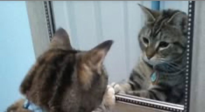 A tabby cat looks at its own reflection in a mirror.