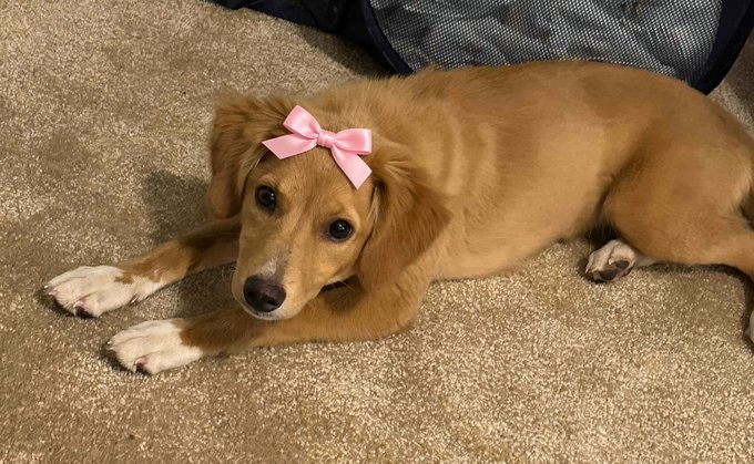 A golden retriever puppy with a pink bow on its head lies on a beige carpet, looking directly at the camera.