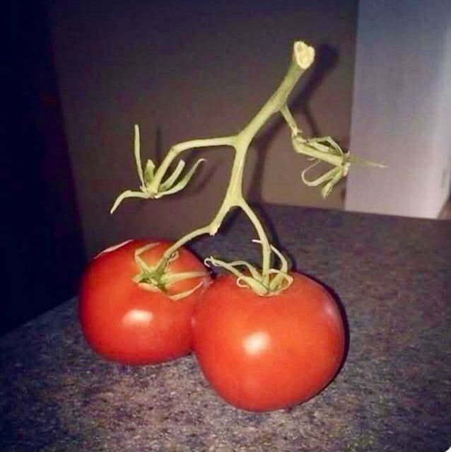 Two ripe red tomatoes still attached to a green vine rest on a gray surface.