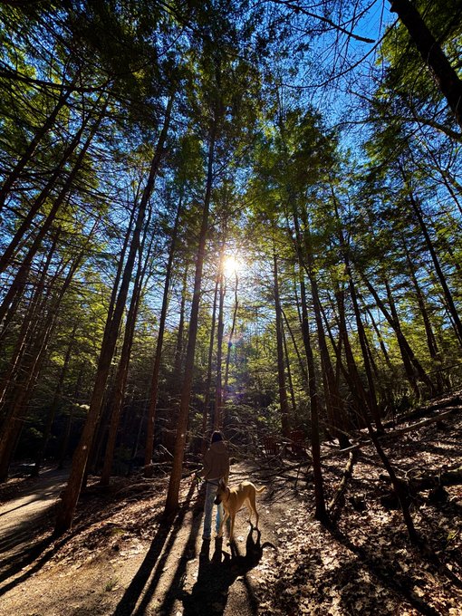 Person walking a dog on a sunlit trail through a dense, tall pine forest with sunlight streaming through the trees.