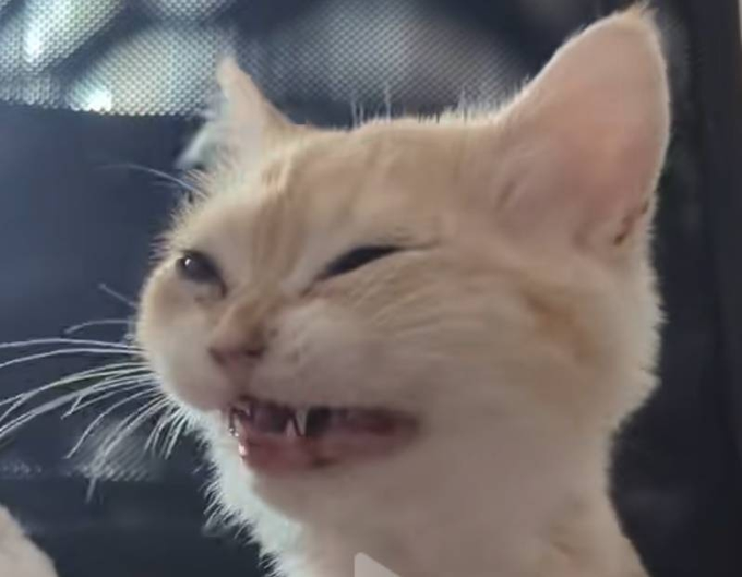 A close-up of an orange tabby cat making a strange, squinty facial expression with its mouth slightly open, revealing its teeth.