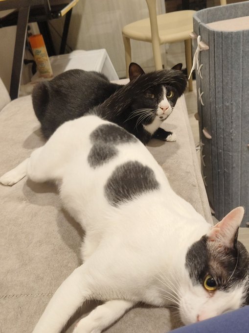 Two cats rest on a surface—one white with black spots and the other black and white—as a gray litter box sits nearby.