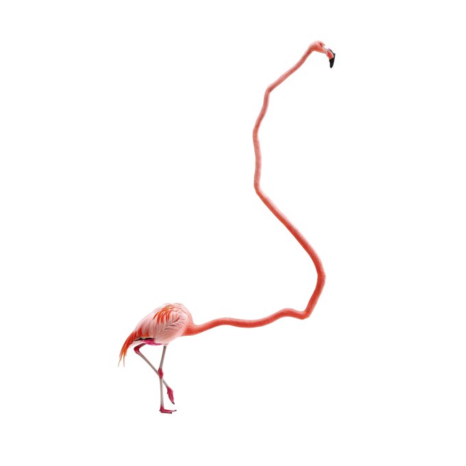 A digitally altered image of a pink flamingo whose neck has been stretched into an absurdly long, wavy shape against a white background.