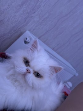 A close-up photo of a fluffy white Persian cat with blue eyes looking up at the camera against a light background.