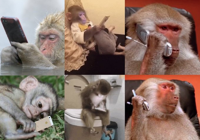 A six-panel collage shows various monkeys and a small primate engaged in human activities—holding smartphones, talking on cell phones, and sitting on a toilet while using a phone. The "Bull market type shit" caption humorously compares frenzied, distracted traders glued to their screens and making irrational decisions to these animals mindlessly absorbed in their devices.