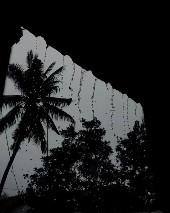 A moody black-and-white photograph of a palm tree and other foliage silhouetted against a bright sky, viewed through what appears to be a broken or cracked opening with rain streaks.
