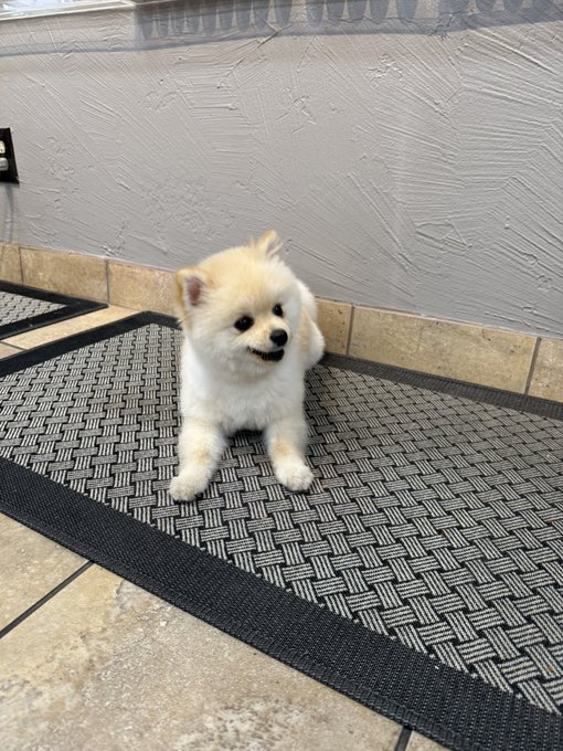 An adorable fluffy cream-colored Pomeranian puppy with a big smile sits on a textured gray and black mat. The image illustrates the post about finding the puppy, with the caption playfully explaining that he's looking for a new name since his "parents" are $CATE holders.