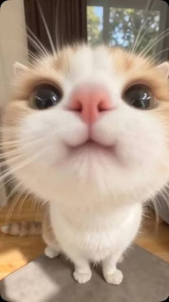 A close-up of a wide-eyed orange and white kitten with an adorably surprised expression. The cat's innocent, meme-worthy face ties into the $CASHCAT reference, poking fun at having "missed that runner."