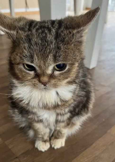 A close-up photo of a tabby cat with white chest fur, looking directly at the camera while sitting on a wooden floor indoors.