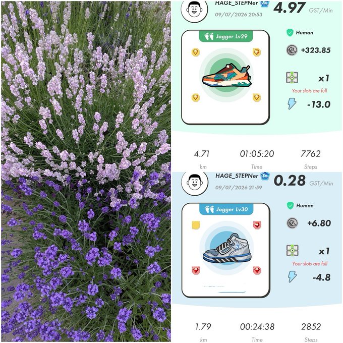 A split image showing lavender flowers on the left and two step-tracker app screenshots on the right. The top tracker shows 'HAGE_STEPner' with 'Jogger Lv29' earning +323.85 GST/Min over 4.71 km, 01:05:20 time, 7762 steps. The bottom shows 'Jogger Lv30' earning +6.80 GST/Min over 1.79 km, 00:24:38 time, 2852 steps.