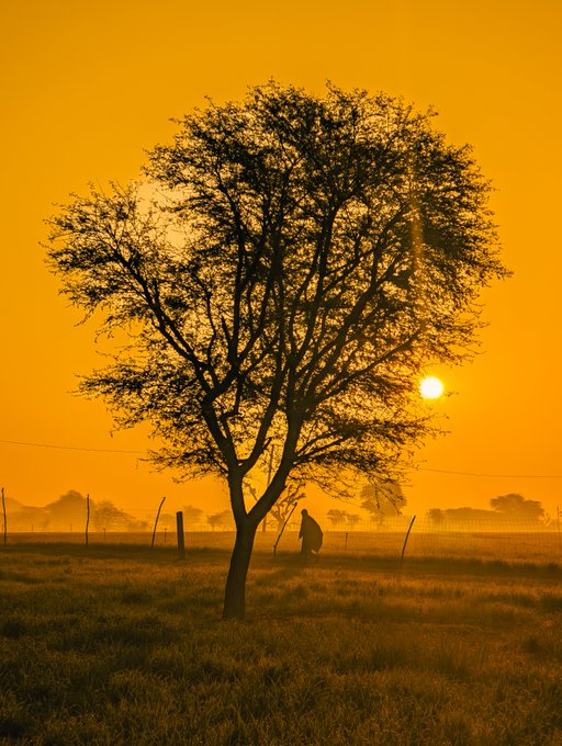 A silhouetted tree against a vibrant orange sunset sky with the sun low on the horizon, and a small figure of a person visible in the distance walking through a field.