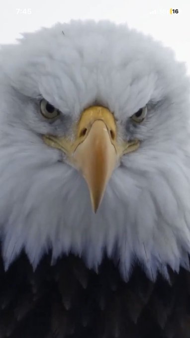 A close-up portrait of a bald eagle showing its white feathered head, sharp yellow beak, and intense eyes, with '7:45' and '16' visible in the corners.