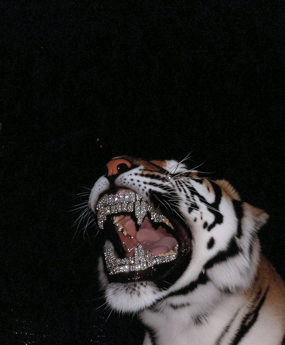 A dramatic close-up of a tiger with its mouth wide open in a roar, showing teeth adorned with sparkling diamond-encrusted grills against a black background.