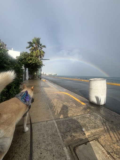 A dog on a leash walks along a seaside promenade with a rainbow visible in the cloudy sky over the water.