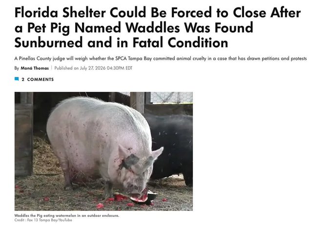 A news article headline reads "Florida Shelter Could Be Forced to Close After a Pet Pig Named Waddles Was Found Sunburned and in Fatal Condition," featuring a photo of Waddles the pig eating watermelon with the caption "Waddles the Pig eating watermelon in an outdoor enclosure. Credit: Fox 13 Tampa Bay/YouTube." The image supports a social media post advocating for transparency and accountability in Waddles' case by sharing the news coverage of the SPCA Tampa Bay incident.