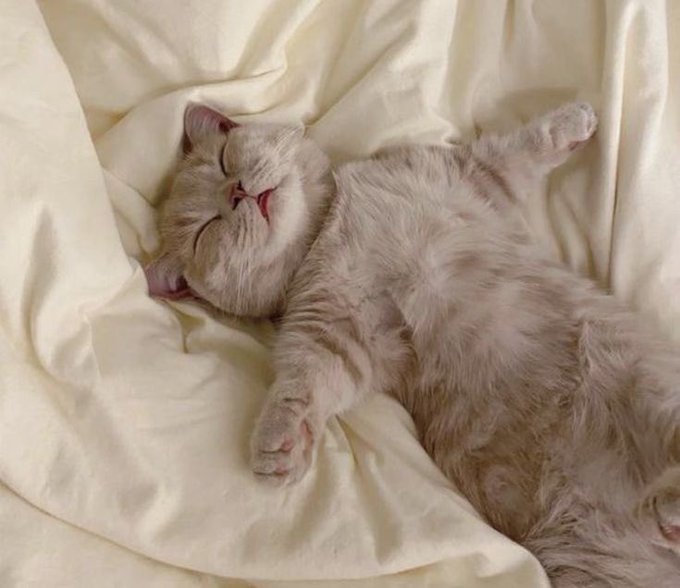 A cream-colored cat sleeps peacefully on its back with paws stretched out and eyes closed, embodying the relaxed weekend vibes of the post. The cozy, restful scene perfectly matches the "gm" and weekend well-wishes shared with @quipnetwork and @TheARCTERMINAL.