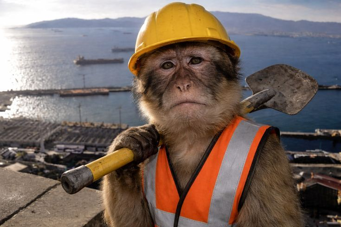 A photorealistic image of a monkey wearing a yellow hard hat and an orange reflective safety vest, holding a shovel over its shoulder, with a harbor and cargo ships visible in the background.