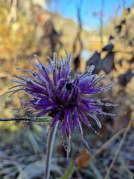 A close-up of a purple thistle-like flower covered in frost, set against a blurred background of autumn foliage and blue sky.