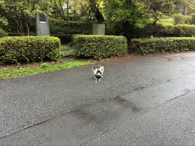 A black and white cat standing on its hind legs on a wet paved path, with green hedges, trees, and stone monuments in the background.
