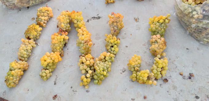 Four pieces of light green and yellow grapes are arranged on a white surface, cleverly resembling the four fingers and thumb of a hand.