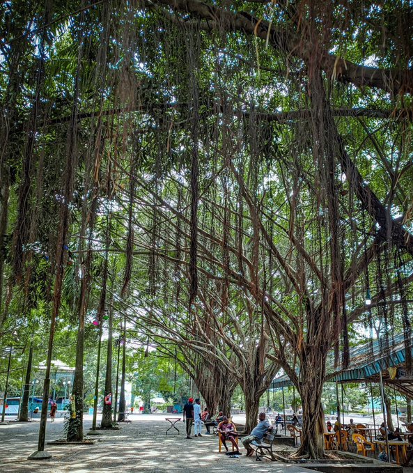 In this image, there are several people sitting under large trees in an outdoor area. Some of them have chairs placed around them for additional seating. The scene appears to be set at a park or a similar public space where people can relax and enjoy the natural surroundings. There is also a bench visible near one of the individuals seated on it.