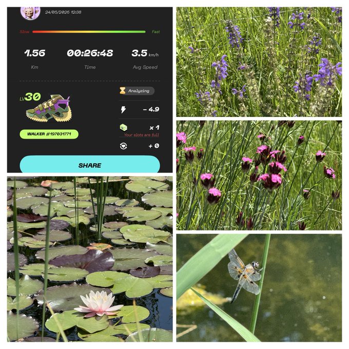 The image consists of four photos, each depicting a different scene related to flowers or plants. In one photo, there are purple flowers with green leaves, another photo shows a lily pad floating on water, and the third photo features a dragonfly resting on a plant. The fourth photo is not directly related to the post but rather focuses on the steps involved in taking photos of flowers.