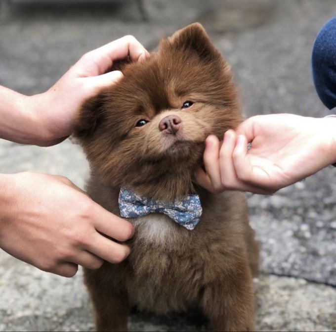 An adorable fluffy brown Pomeranian puppy wearing a blue floral bow tie is being gently petted on the head by two hands while looking up.