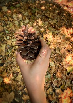 A hand holding a large brown pine cone over a bed of fallen autumn leaves on the ground.