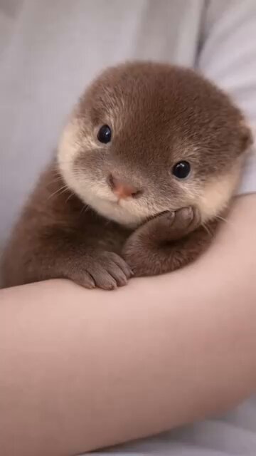 The image features a small brown otter cub resting its head on someone's arm, with the person's arm visible behind the otter. The caption of the photo reads "luna’ya selam vermeyen herkes için 32 yıl kötü şans".