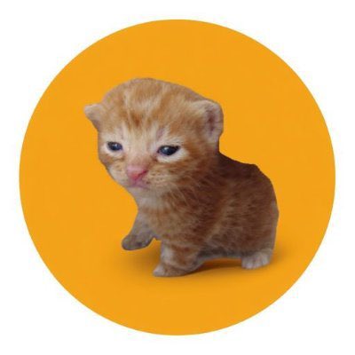 Grumpy-looking orange kitten sitting on a yellow circular background, the iconic image associated with the Cheems meme token.