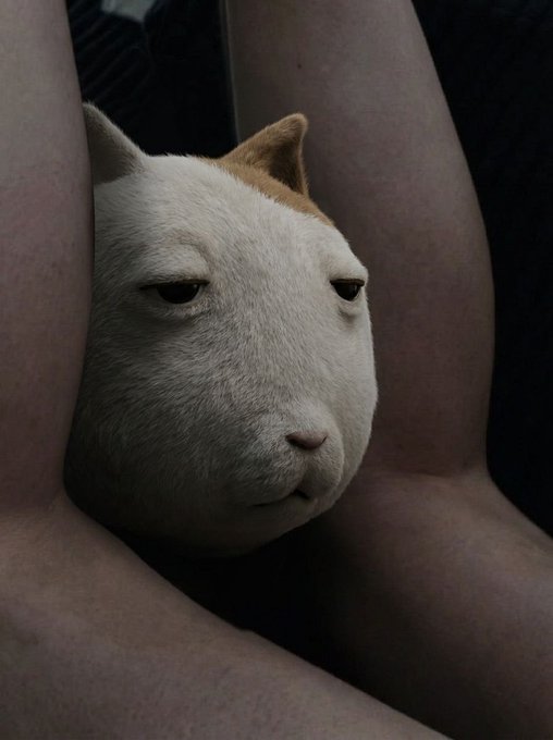 A surreal, digitally altered image shows a cat's face nestled between a person's legs, with the cat's head appearing seamlessly integrated into the human anatomy. The cat has a white and orange coat with sleepy, half-closed eyes.